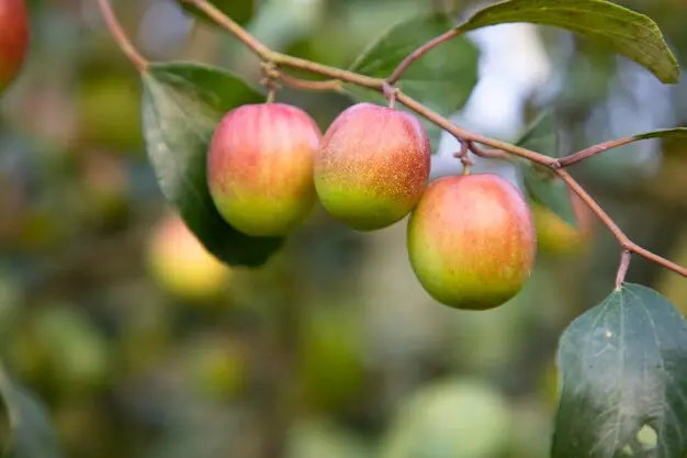 apple kul1.webp