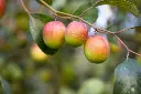 apple kul1.webp