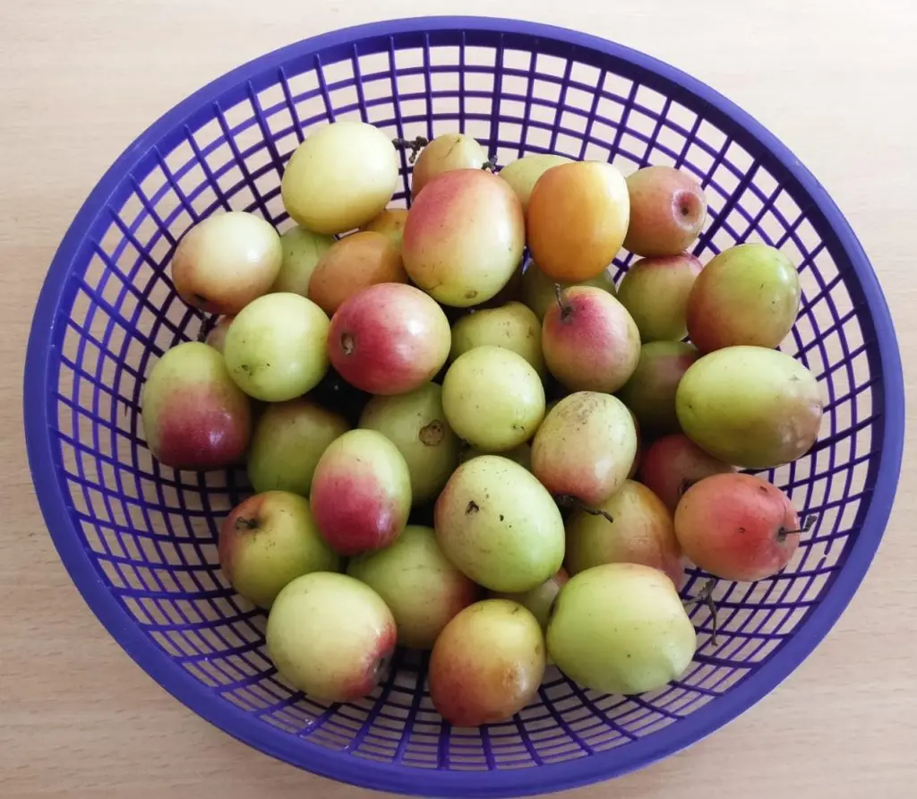 apple kul2.webp