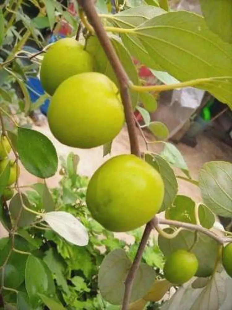apple jujube.webp