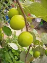 apple jujube.webp