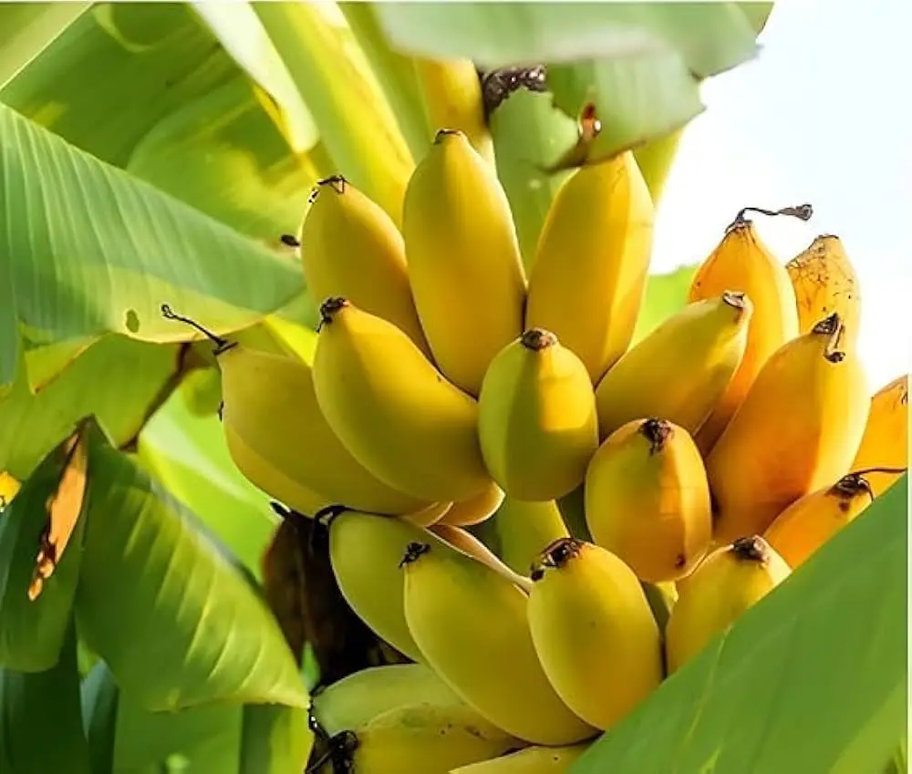 Chini champa banana.webp