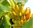 Chini champa banana.webp