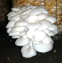 oyster mushroom1.webp