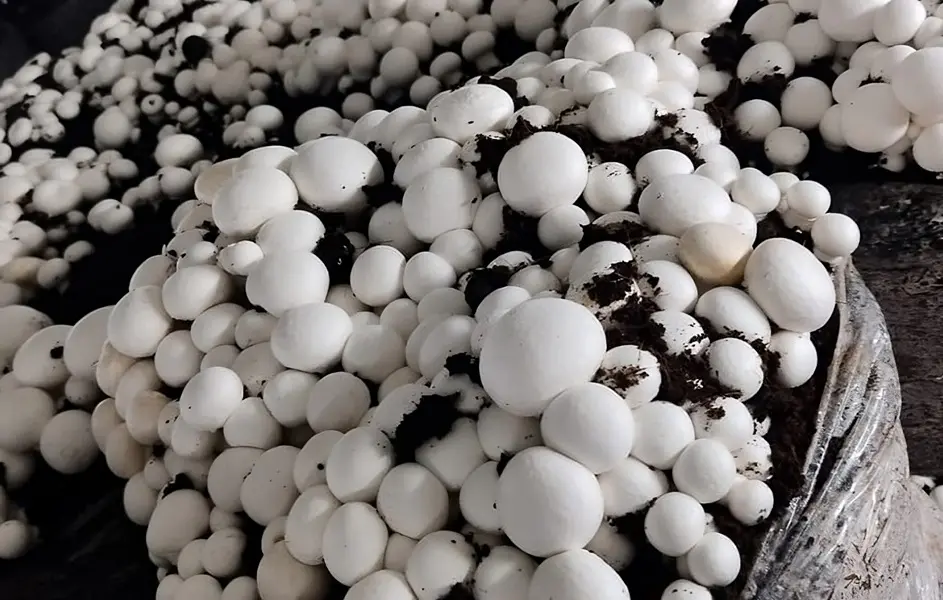 white button mushroom1.webp