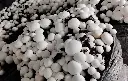 white button mushroom1.webp