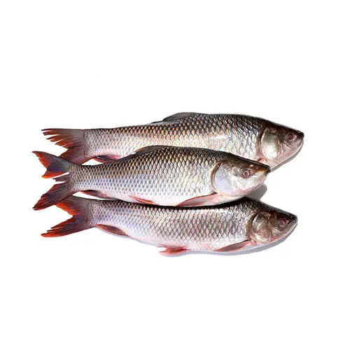 rohu fish1.webp