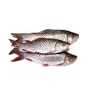 rohu fish1.webp