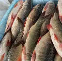 rohu fish2.webp