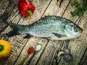 katla fish1.webp