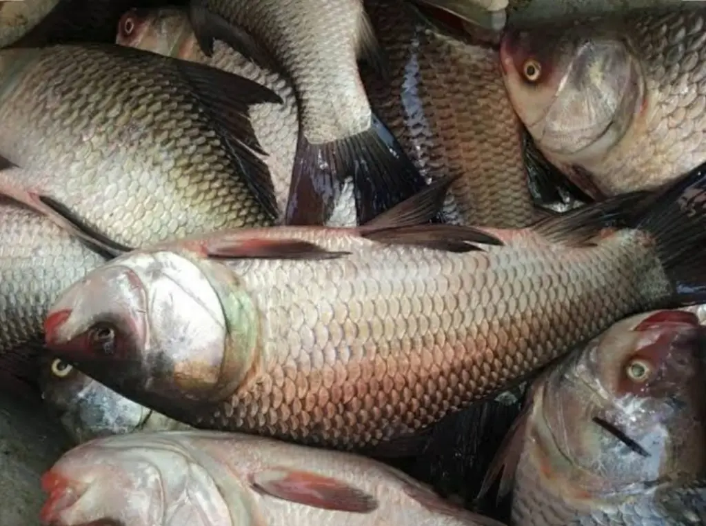 katla fish 2.webp