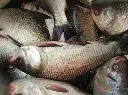 katla fish 2.webp