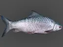 mrigal fish2.webp