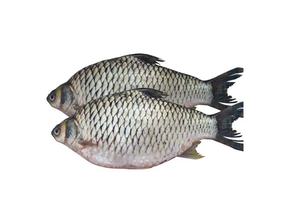 kalibaush fish2.webp