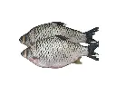 kalibaush fish2.webp