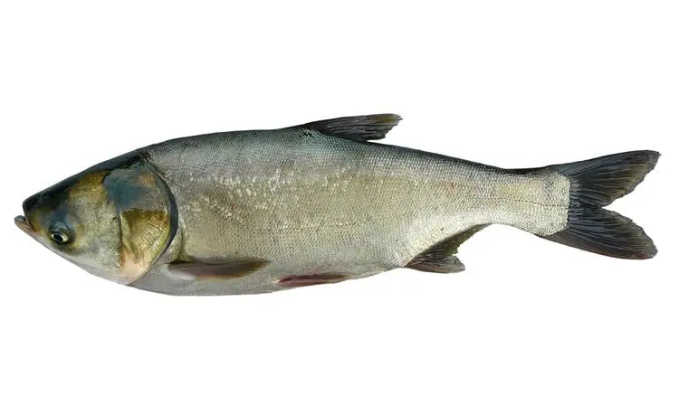 silver carp1.webp