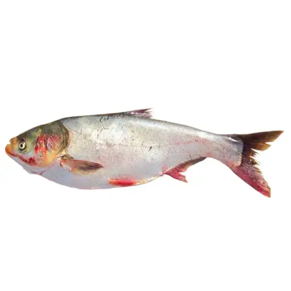 silver carp5.webp
