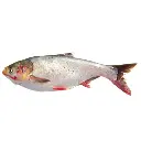silver carp5.webp