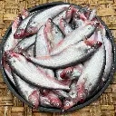 Pabda fish1.webp