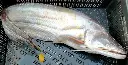 boal fish1.webp