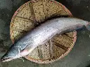 boal fish2.webp