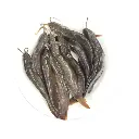 Shing fish4.webp