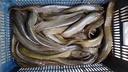 shing fish1.webp