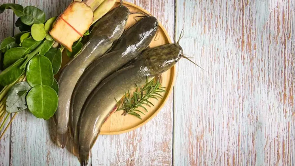 Magur Fish1.webp