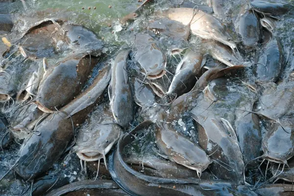 magur fish2.webp