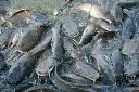 magur fish2.webp
