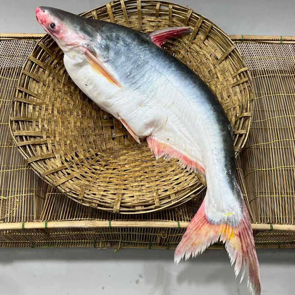 pangas fish.webp