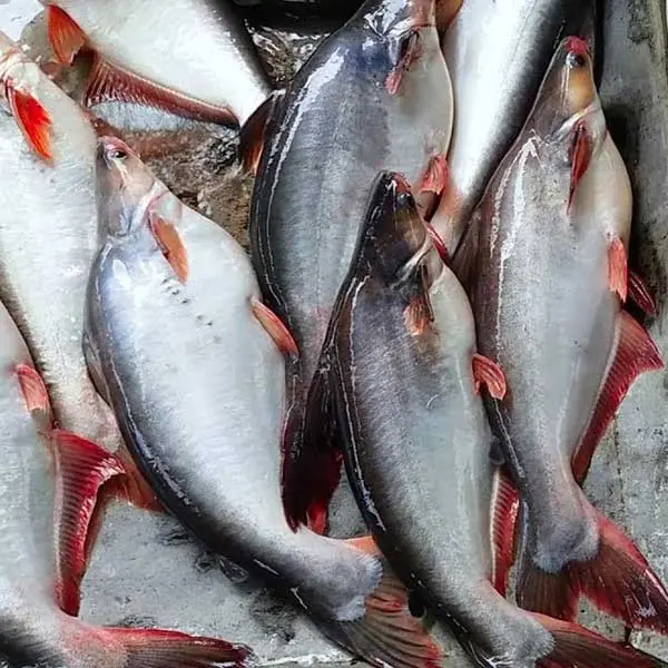 pangas fish1.webp