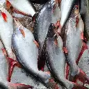 pangas fish1.webp