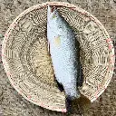 koral fish1.webp