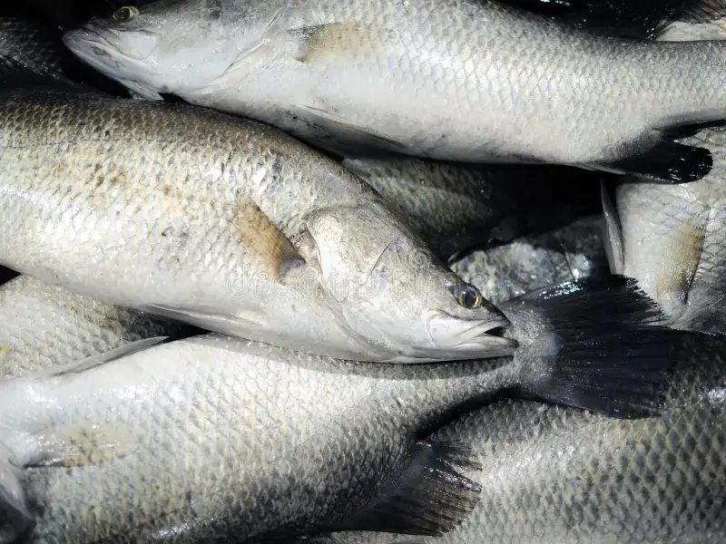 koral fish.webp