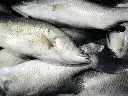 koral fish.webp