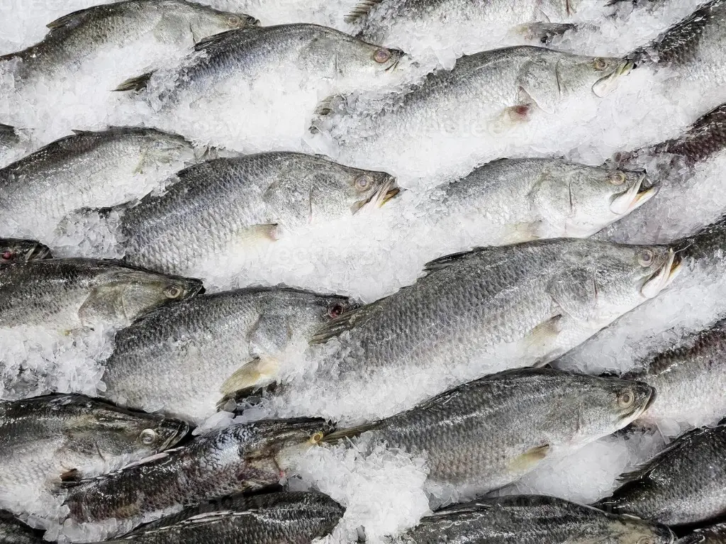 koral fish2.webp