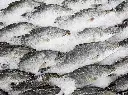koral fish2.webp