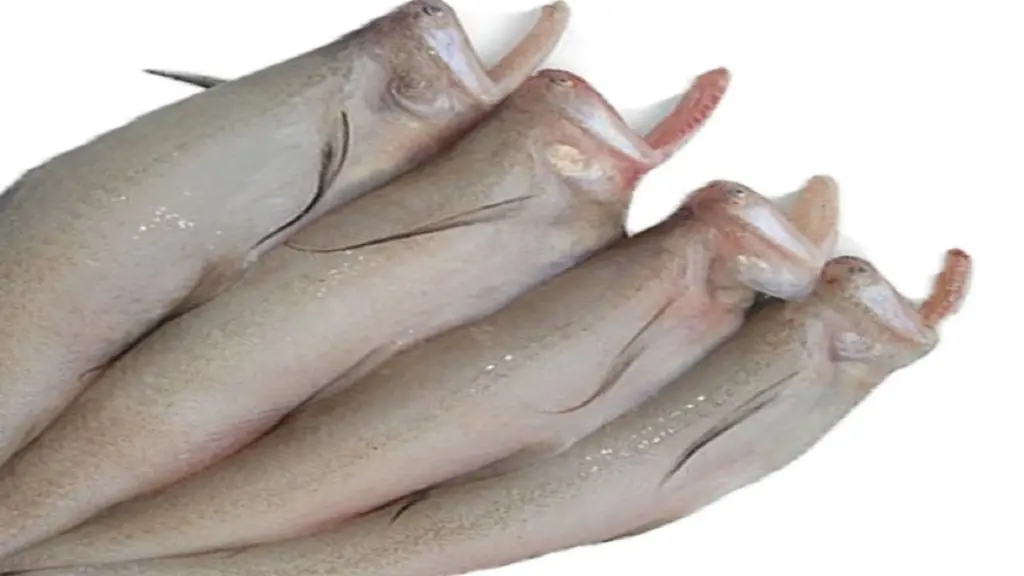 bombay duck fish1.webp
