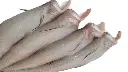 bombay duck fish1.webp