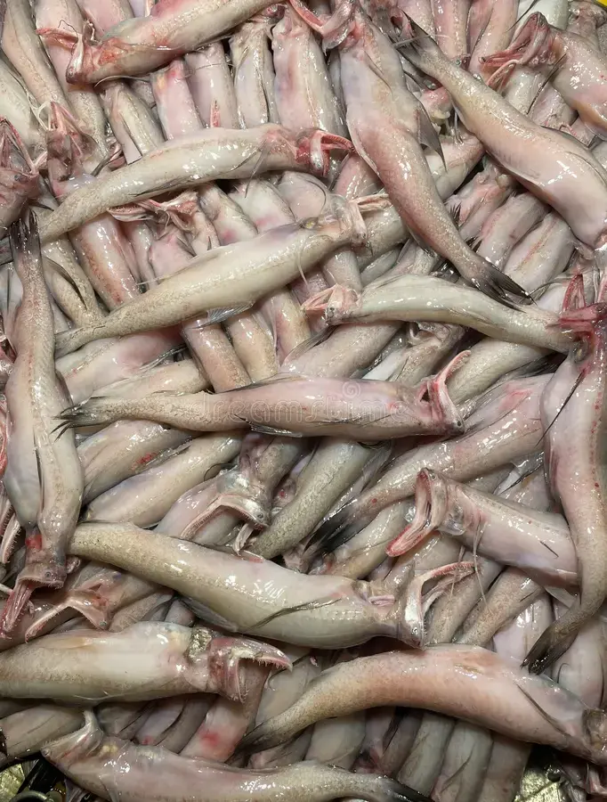 bombay duck fish3.webp
