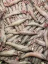 bombay duck fish3.webp