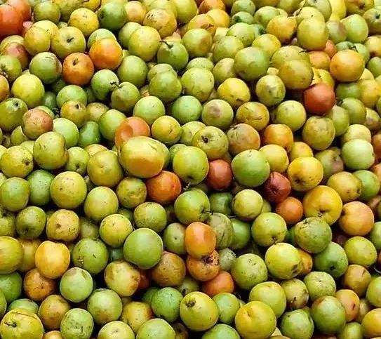 sour jujube1.webp