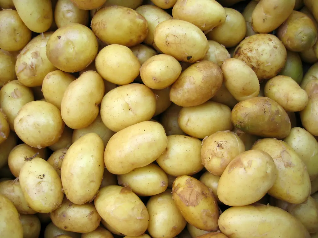 unsplash_LSZfNPVZjTw_Yukon gold potato.webp