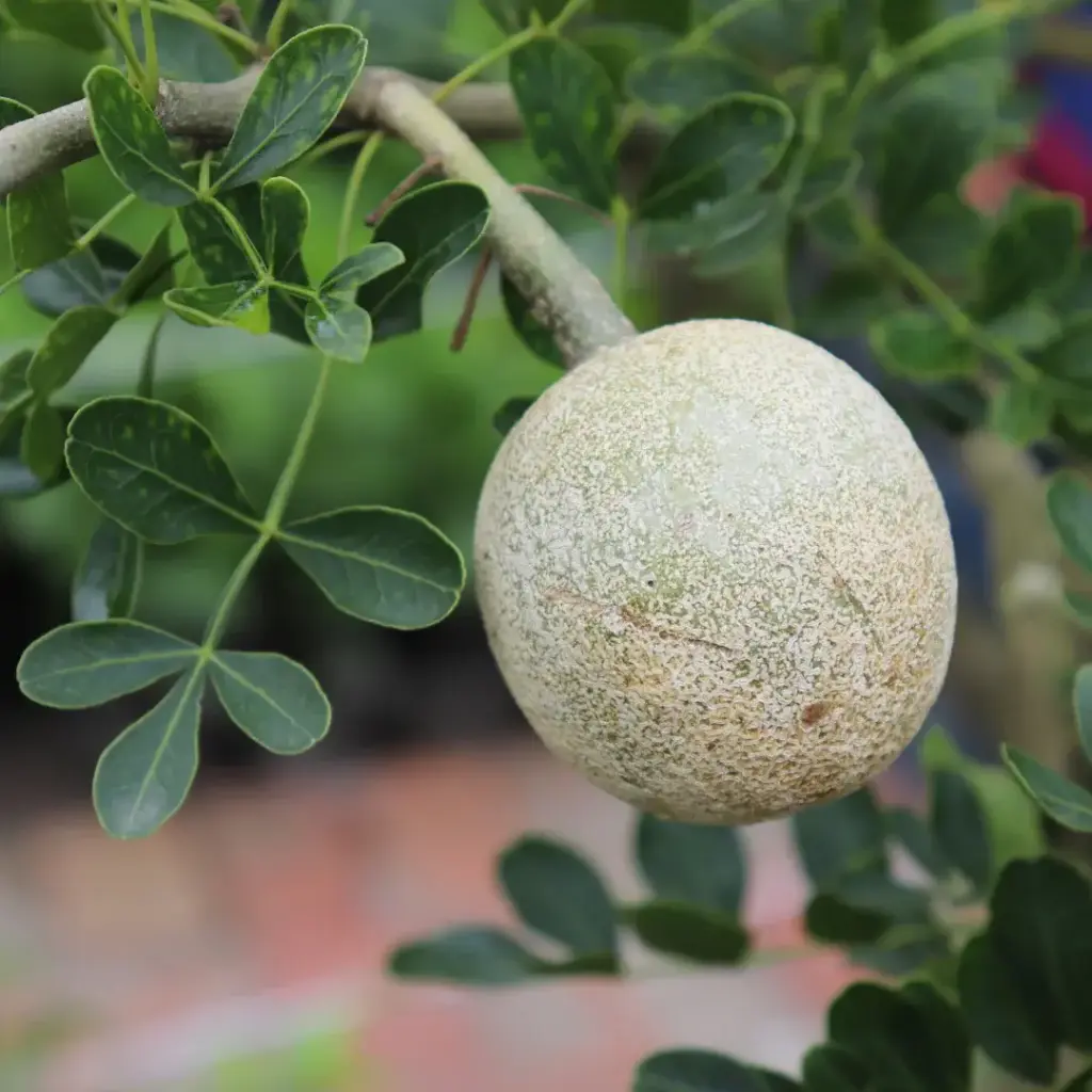 wood apple2.webp