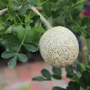 wood apple2.webp