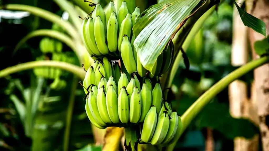 unsplash_4w1-sJP9g4I_Yellow plantain banana.webp.jpg.jpg