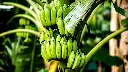 unsplash_4w1-sJP9g4I_Yellow plantain banana.webp.jpg.jpg