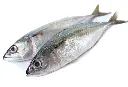 surma fish.webp