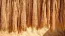 raw jute 5.webp